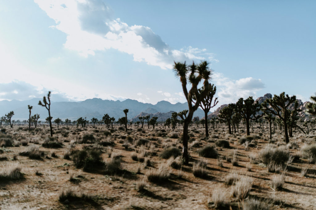 A view of the Joshua Trees in the National Park.